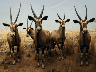 MoNH Gemsbok