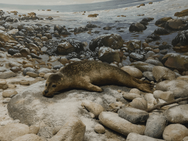 MoHH Seal
