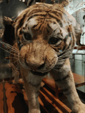 MoNH Tiger
